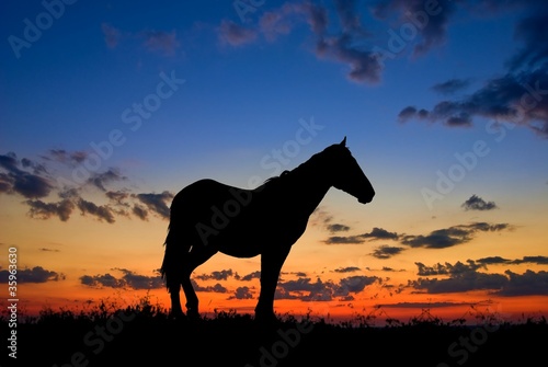 horse silhouette by a dawn © Yuriy Kulik