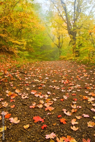 quiet autumn forest in a mist