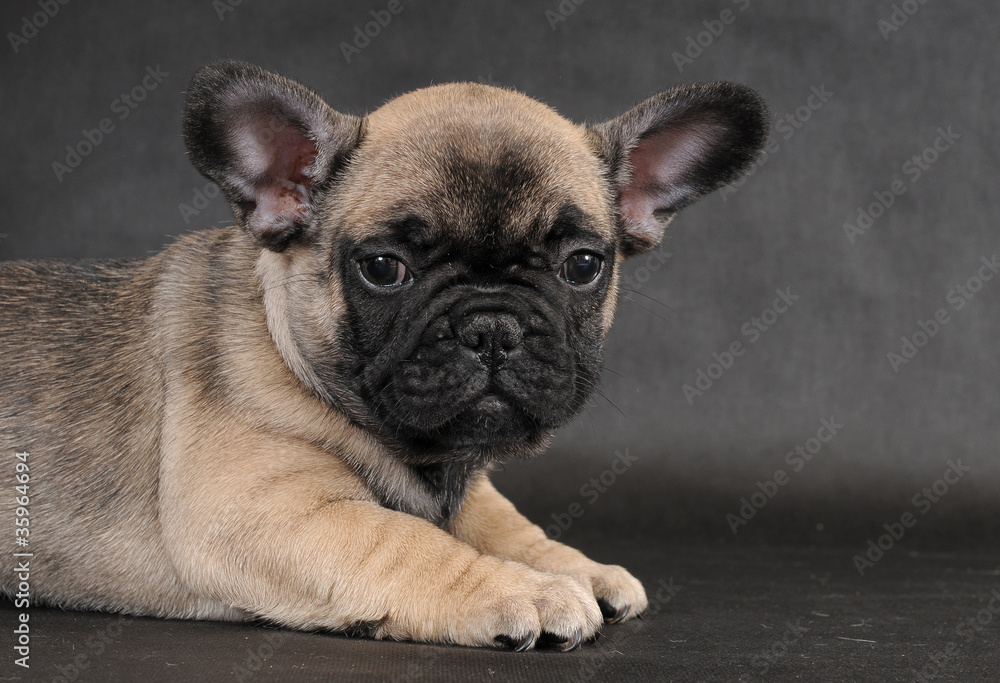 BOULEDOGUE FRANCESE