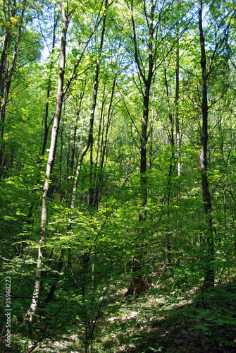 Young trees in spring forest