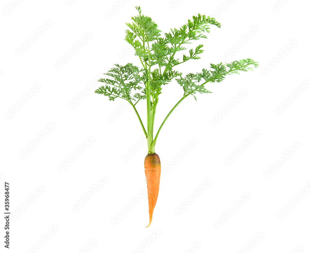 Obraz premium Carrot with leaf on white background