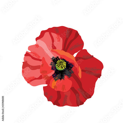 Fototapeta Naklejka Na Ścianę i Meble -  flower of poppy