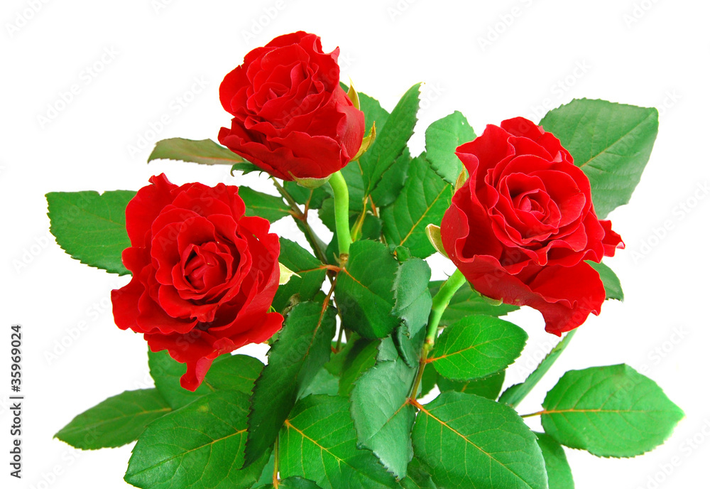 Naklejka premium Red rose on the white