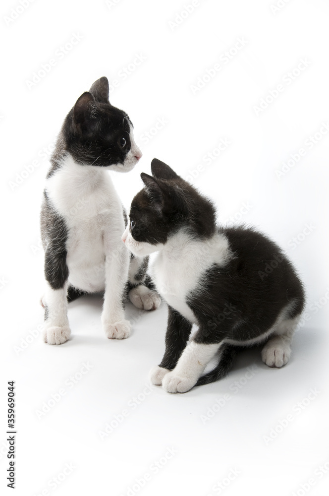 little kitten in white background in studio