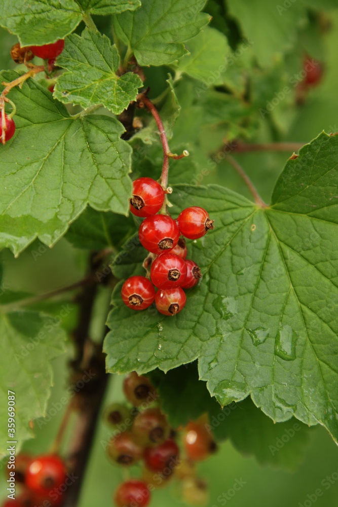 Red currant Red currant