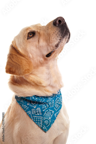 Fototapeta Naklejka Na Ścianę i Meble -  portrait d'un labrador au bandana