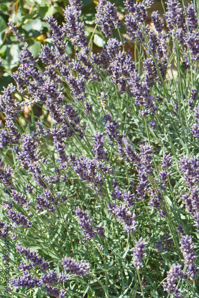 Fototapeta premium Lavender in the summer