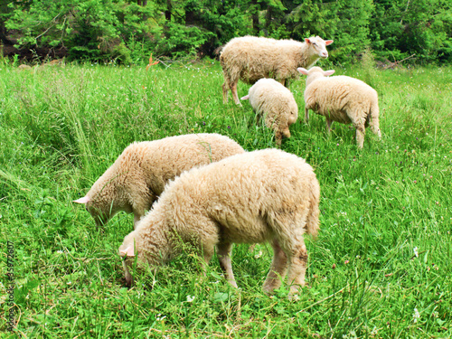flock of sheep © hraska