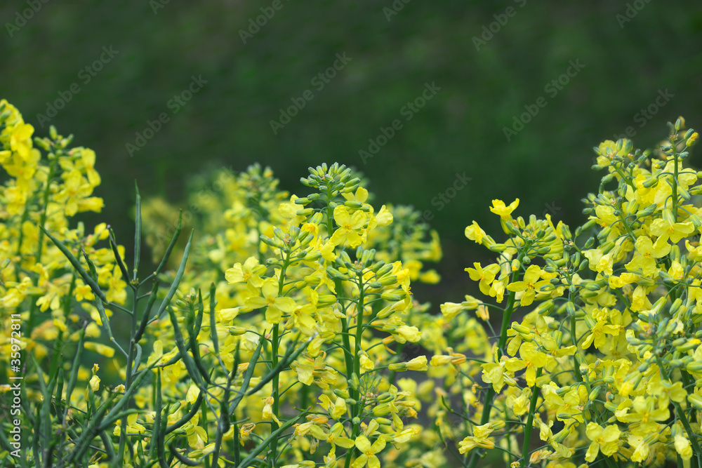 Fototapeta premium Broccoli flowers
