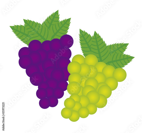 grape vector
