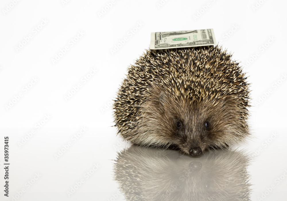 Obraz premium A young hedgehog, about a year