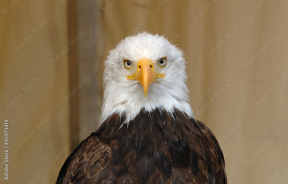 Obraz premium aigle, Pygargue à tête blanche