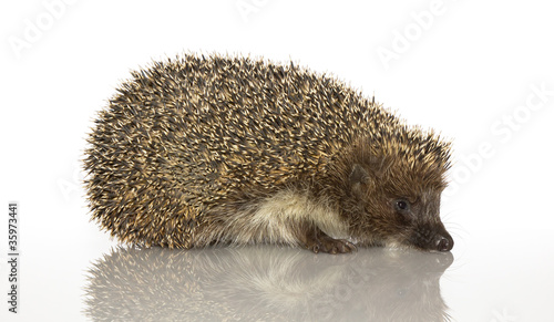 A young hedgehog, about a year