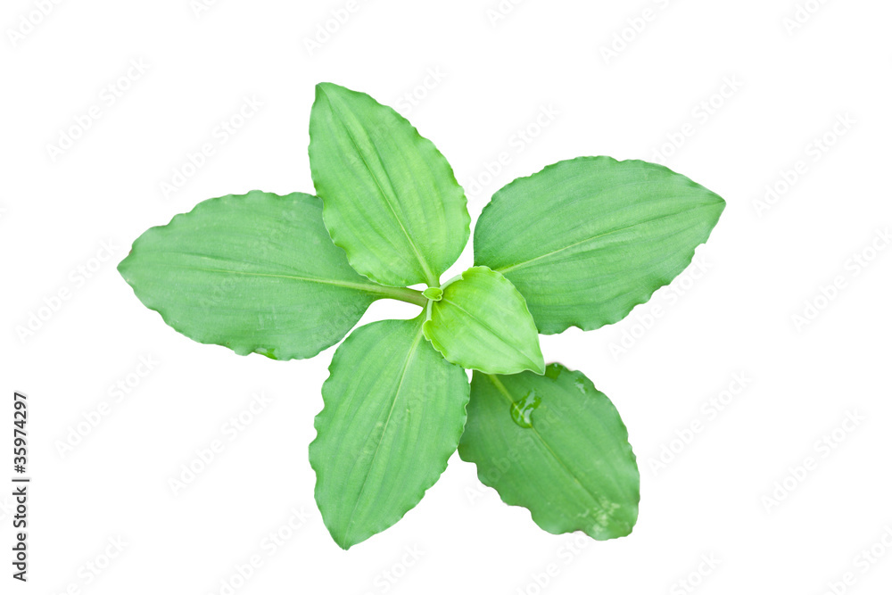 Close-up of green leaf isolated on white background Close-up of green leaf isolated on white background