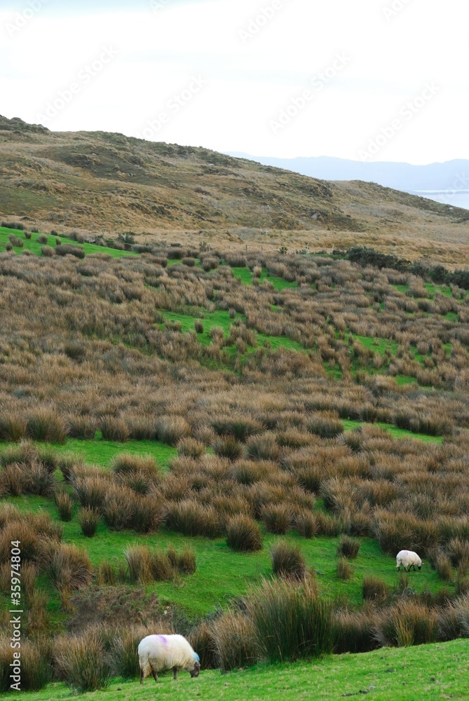 Obraz premium Irlanda