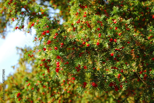 Eibe - Taxus baccata