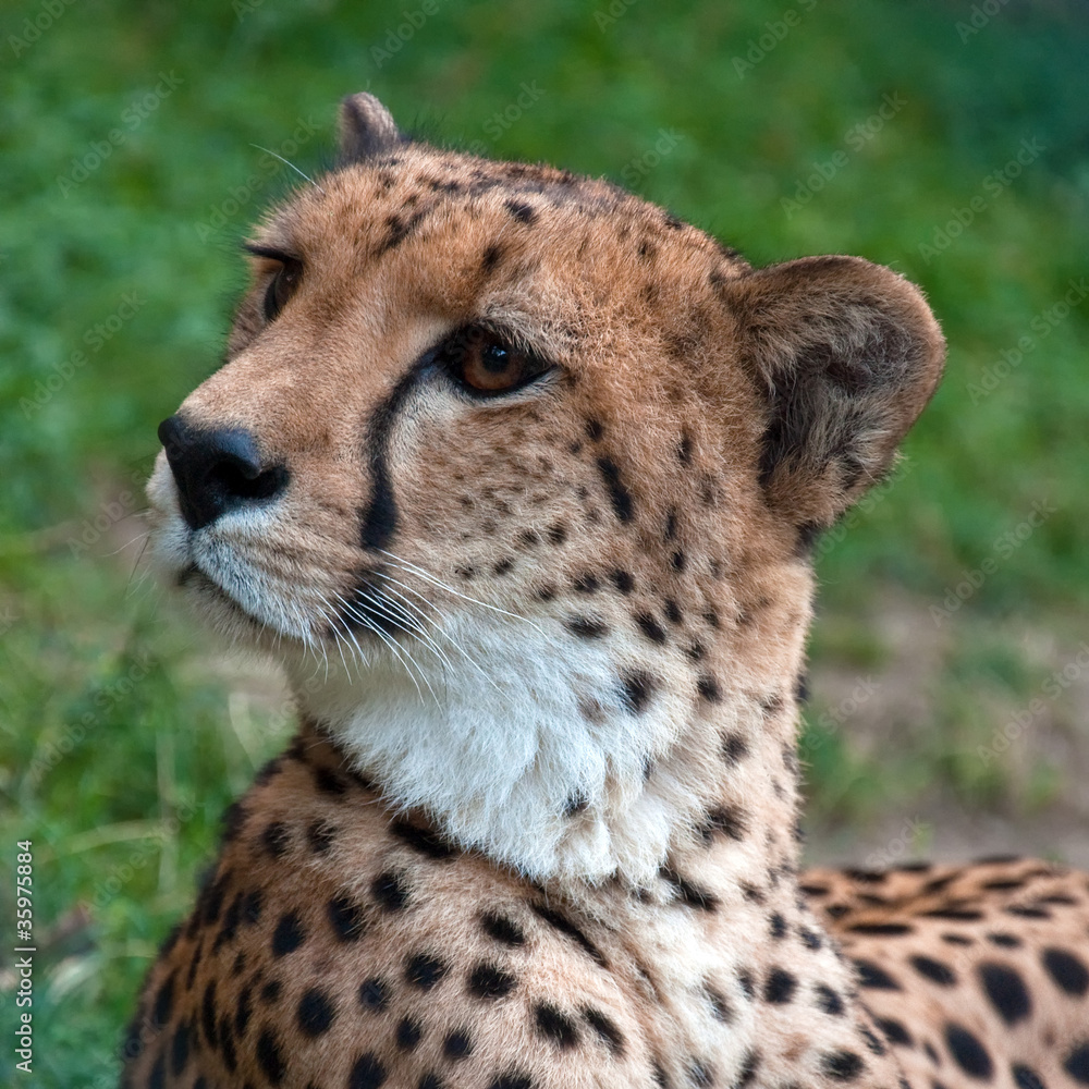 Cheetah