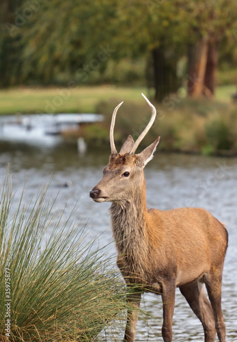 Deer Beside Lake