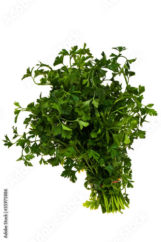 Green  fresh parsley bunch isolated over white background.