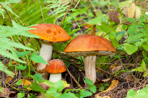 family of fungi