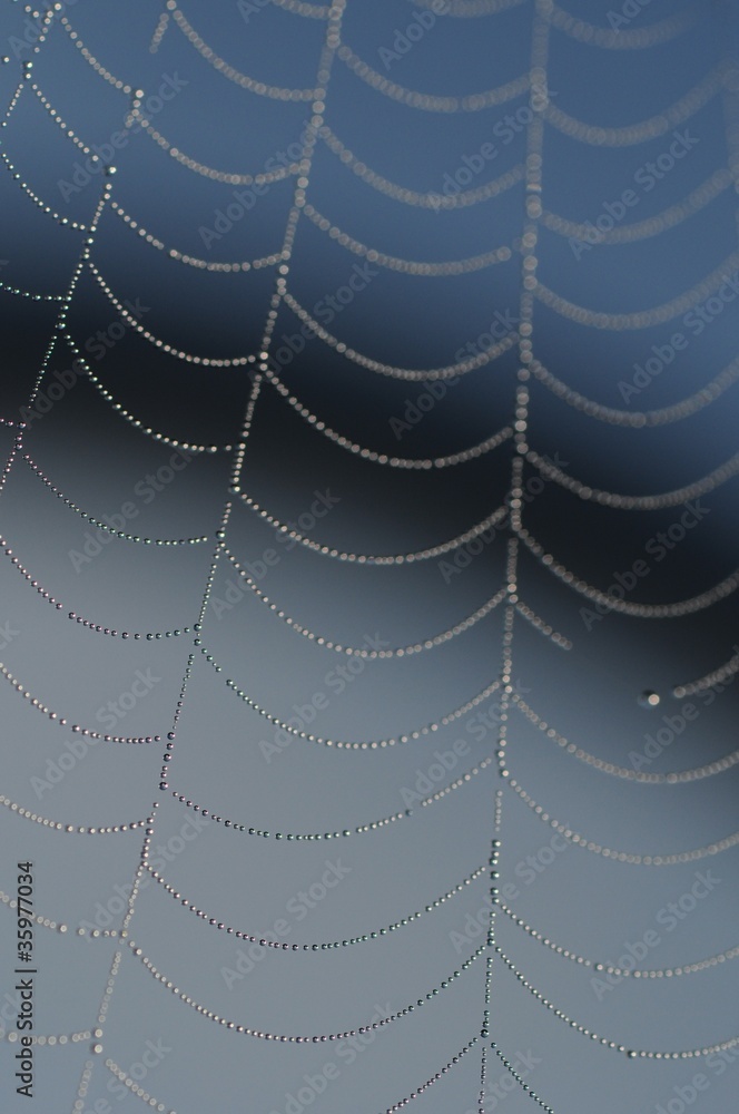 Fototapeta premium Spinnennetz mit Tautropfen