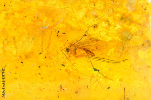 moustique dans de l'ambre