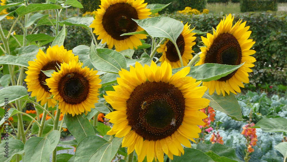 Fototapeta premium Sonnenblumen und Honigbienen