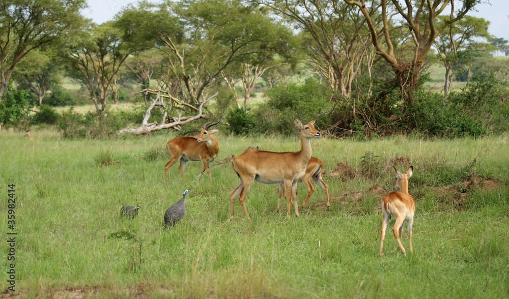 Fototapeta premium Uganda Kobs in the Savannah