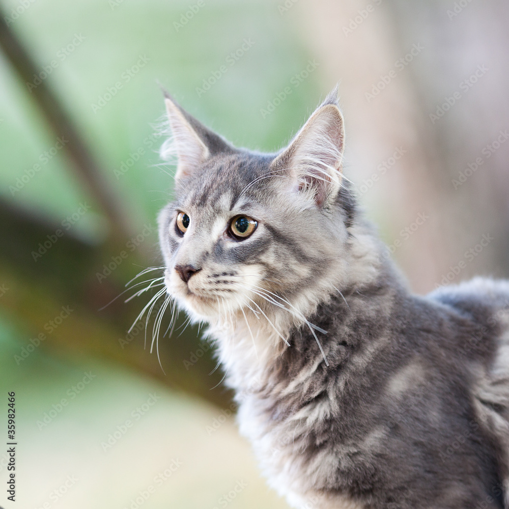 beautiful striped maine coon cat in nature beautiful striped maine coon cat in nature