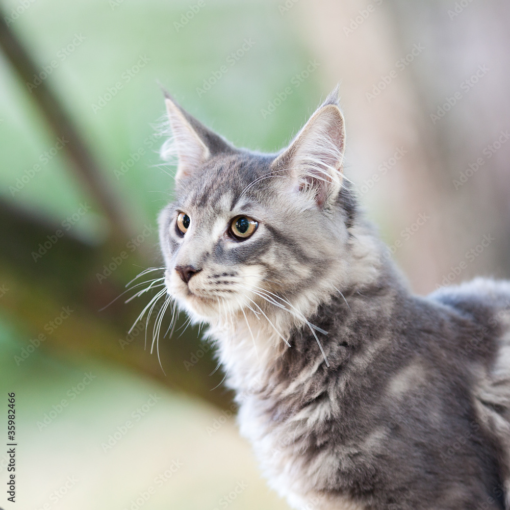 beautiful striped maine coon cat in nature