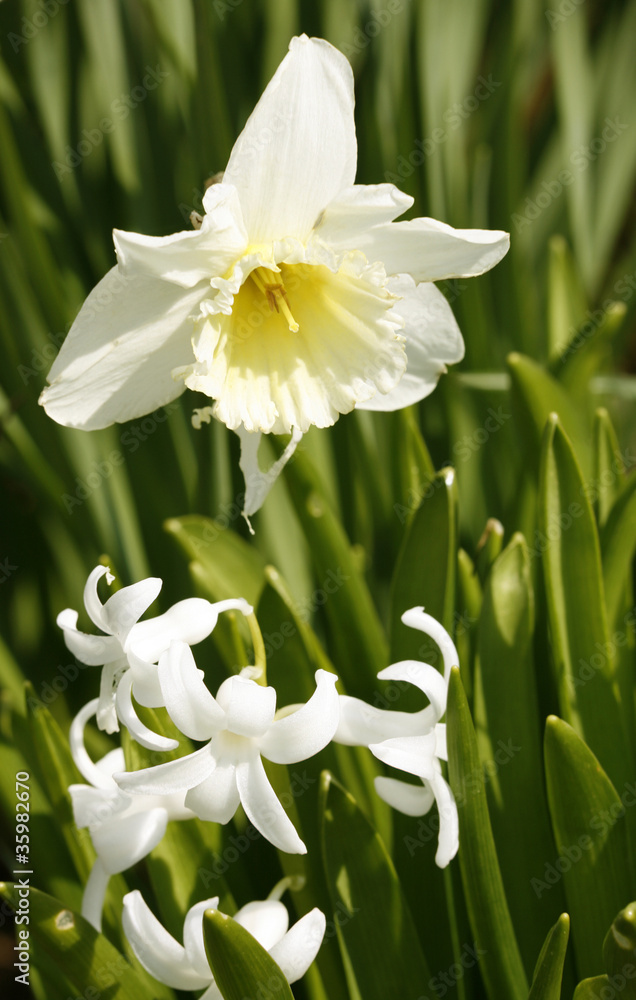 daffodil flower in leavy green back