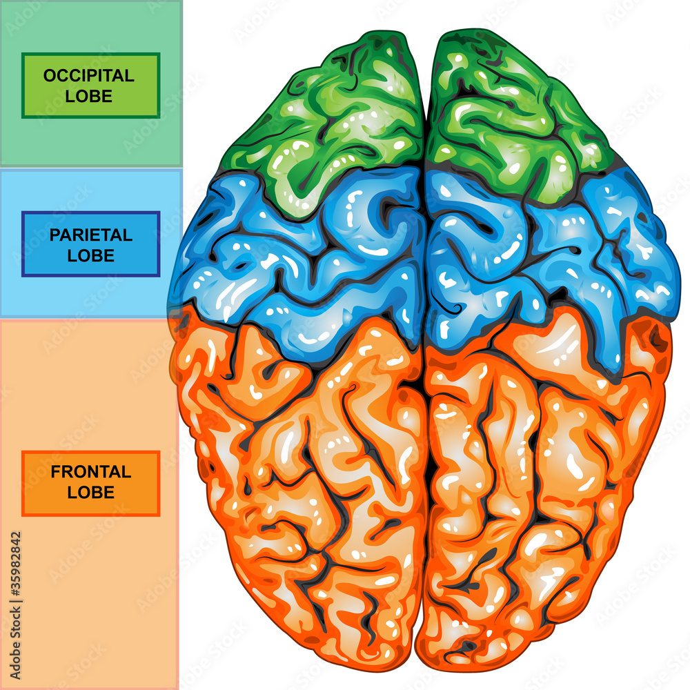 Human brain top view Stock Illustration | Adobe Stock