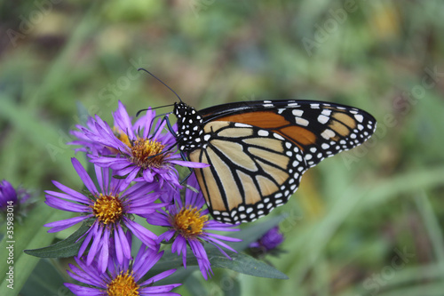 Monarch on Purple Asters © margie