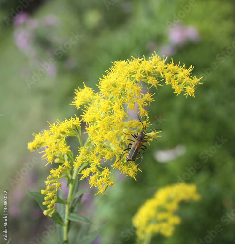 Soldier Beetles on Goldenrod photo