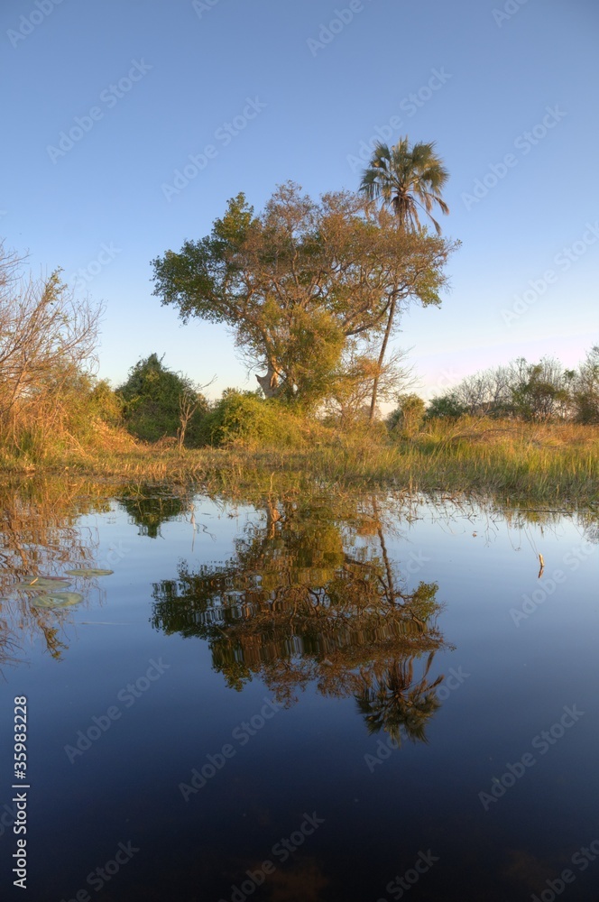 Obraz premium Okavango Delta - Botsuana / Botswana - Africa