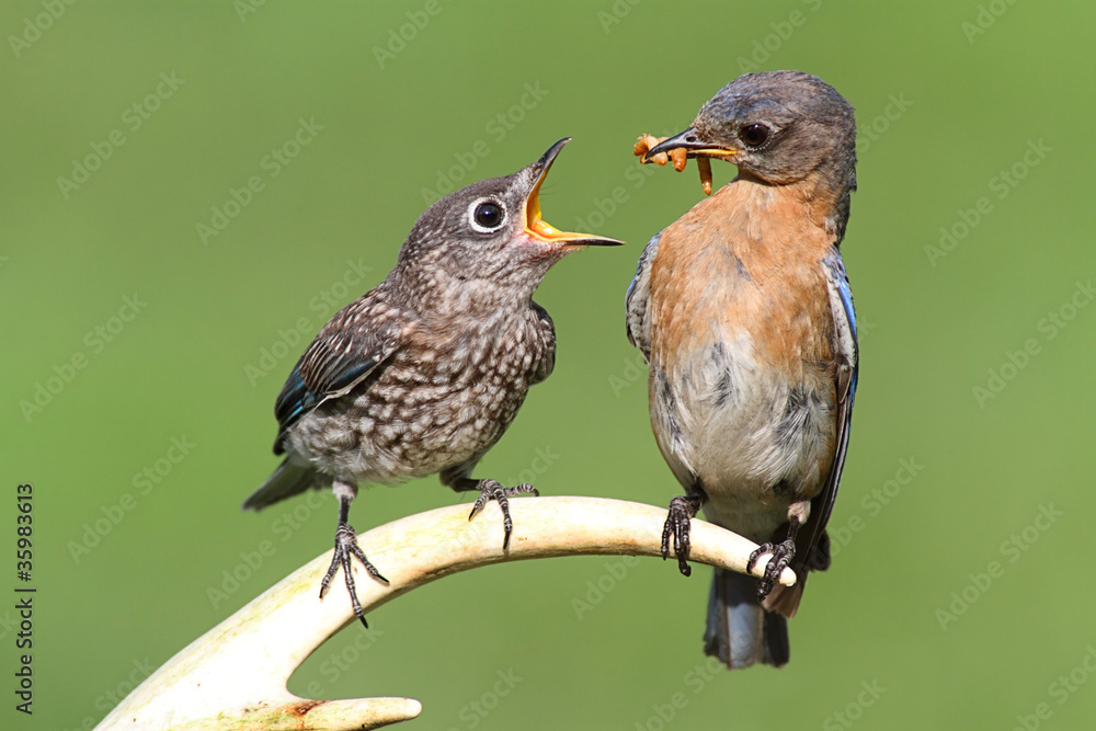 Fototapeta premium Female Eastern Bluebird Feeding A Baby