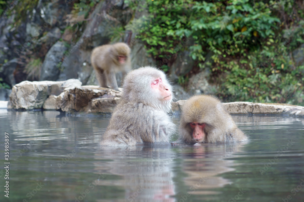 Obraz premium 地獄谷温泉