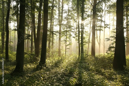 Rising sun enters misty deciduous forest