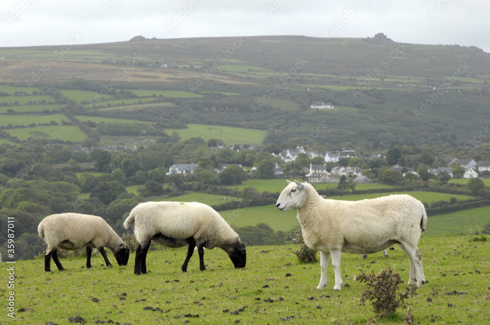 Sheep grazing on Dinas Head on Pembrokeshire coast