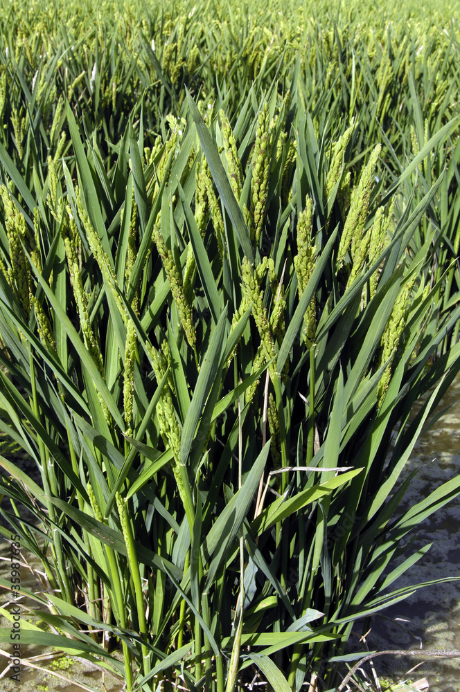 Obraz premium Plants de riz