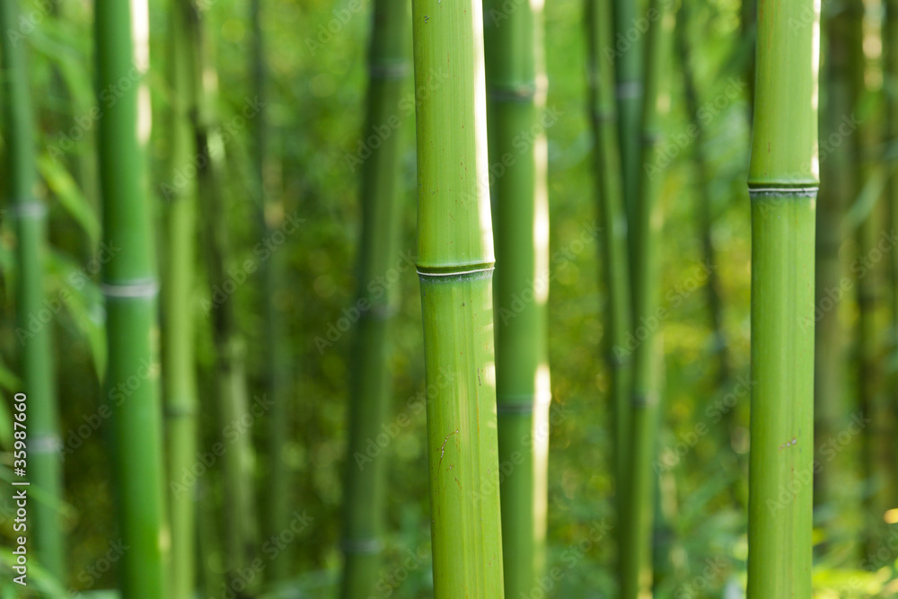 Fototapeta premium Bambusowe tło