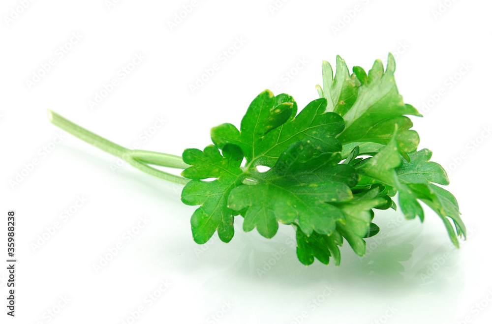 Obraz premium Fresh Parsley