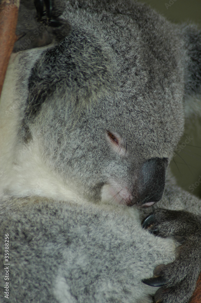 Fototapeta premium Koala