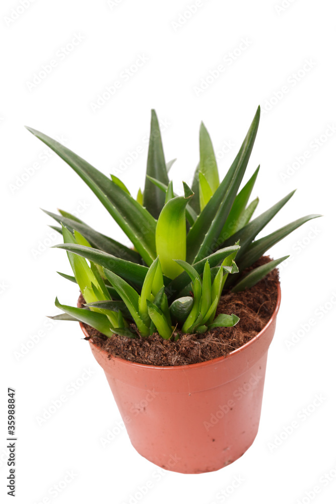 aloe in the pot aloe in the pot