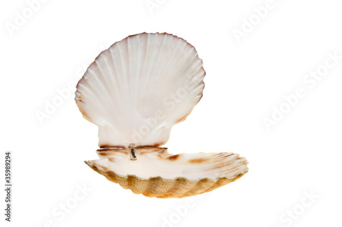 Open scallop shell