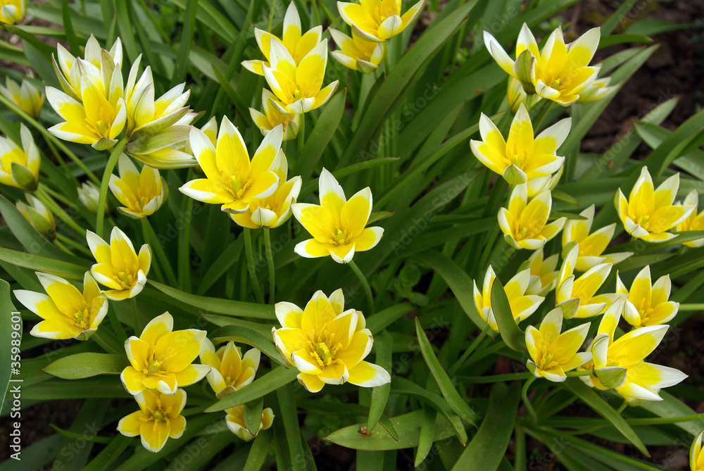Obraz premium yellow flowers