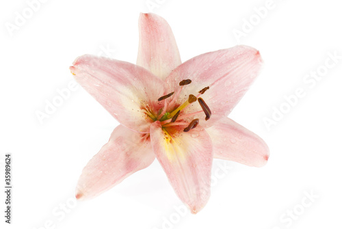 lily flower on white