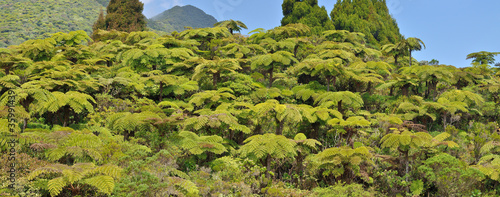 Fougère arborescente , Ile de la Réunion