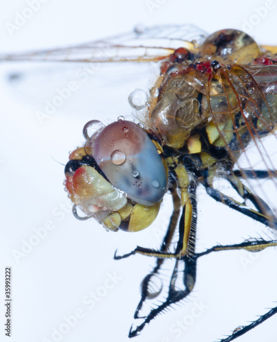 Dragonfly & Water Droplets