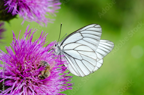 White butterfly on lilac flower © Vladimir Voronin